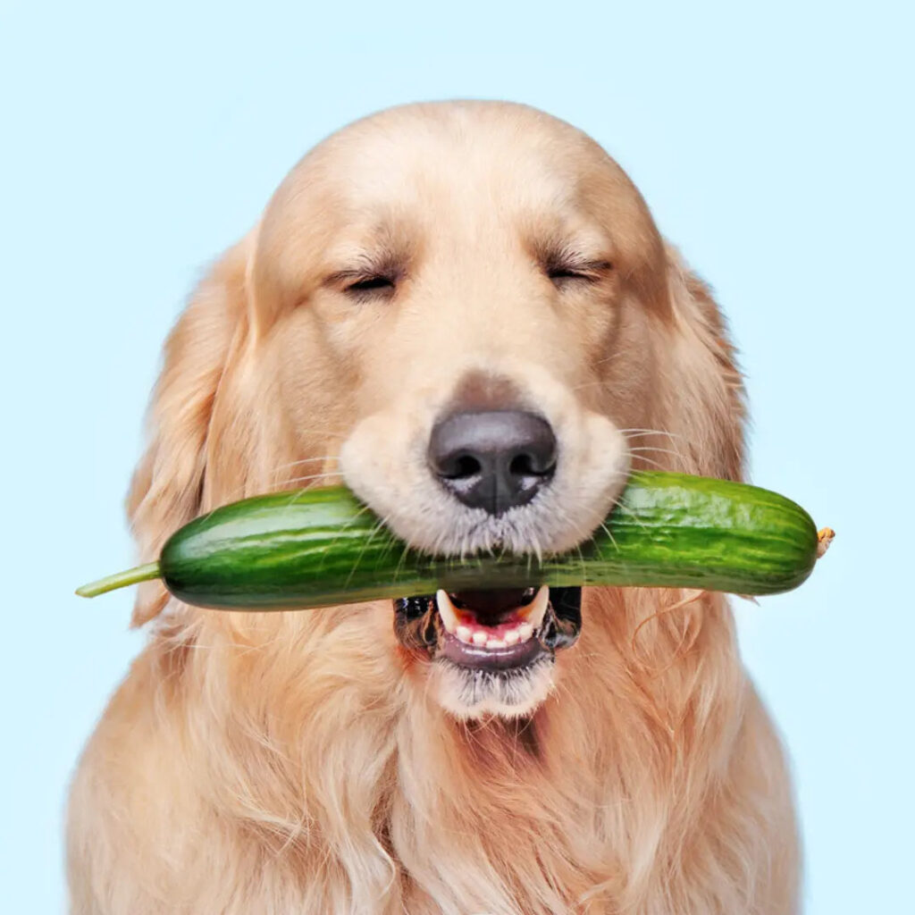 Can Dogs Eat Cucumbers