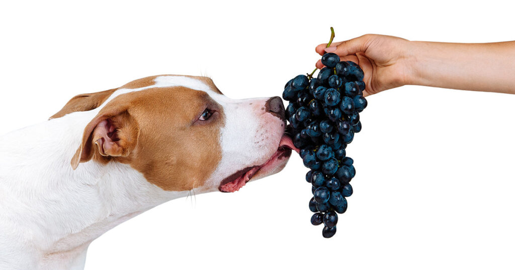 Can Dogs Eat Grapes