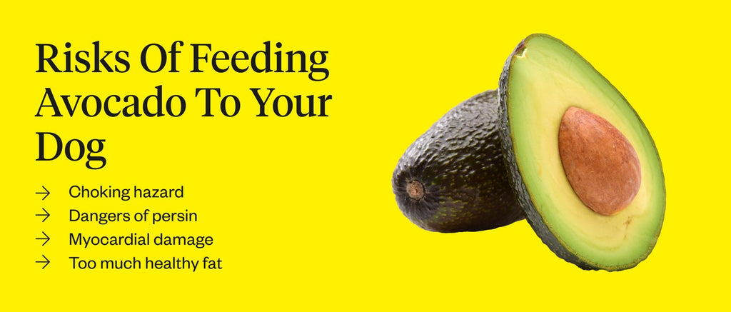 Can Dogs Eat Avocado