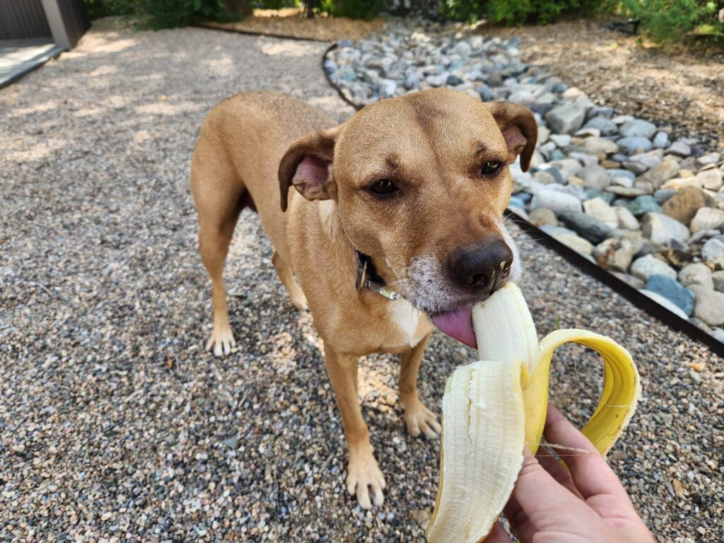 Can Dogs Eat Bananas