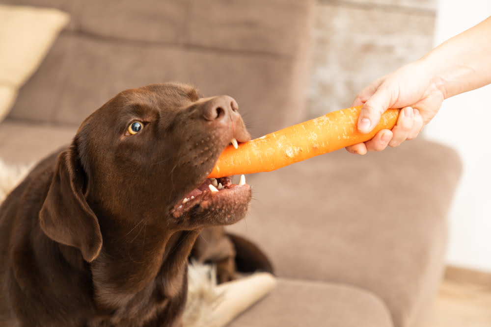 Can Dogs Eat Carrots