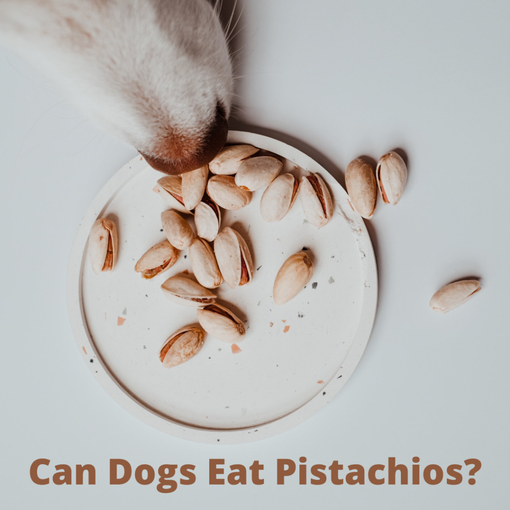 Can Dogs Eat Pistachios