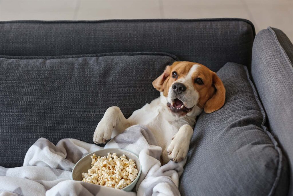 Can Dogs Eat Popcorn