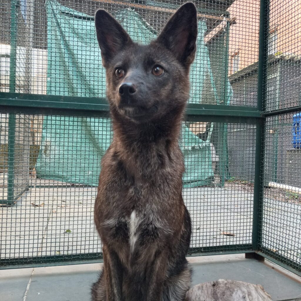 Can Dogs And Foxes Breed