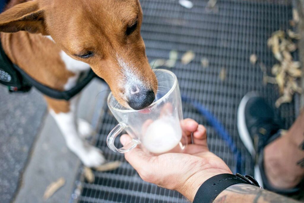 Can Dogs Drink Milk