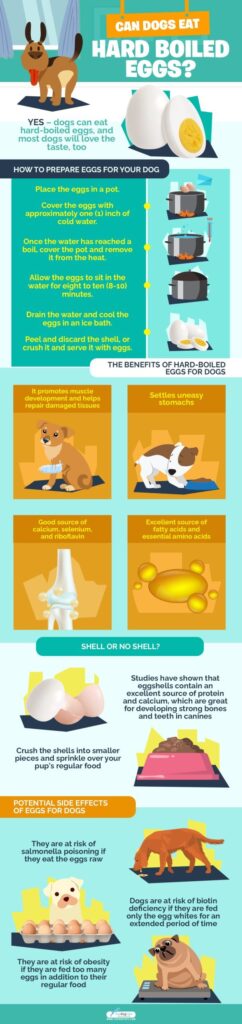 Can Dogs Eat Hard Boiled Eggs