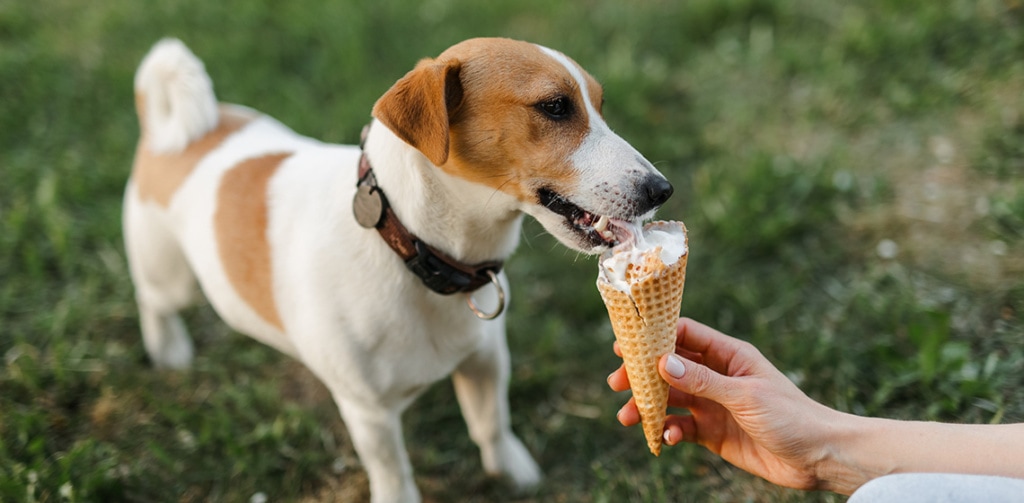 Can Dogs Eat Ice Cream