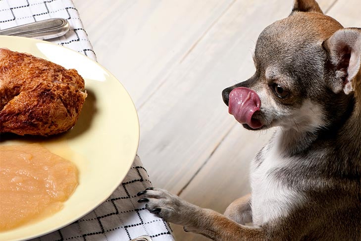 Can Dogs Eat Turkey