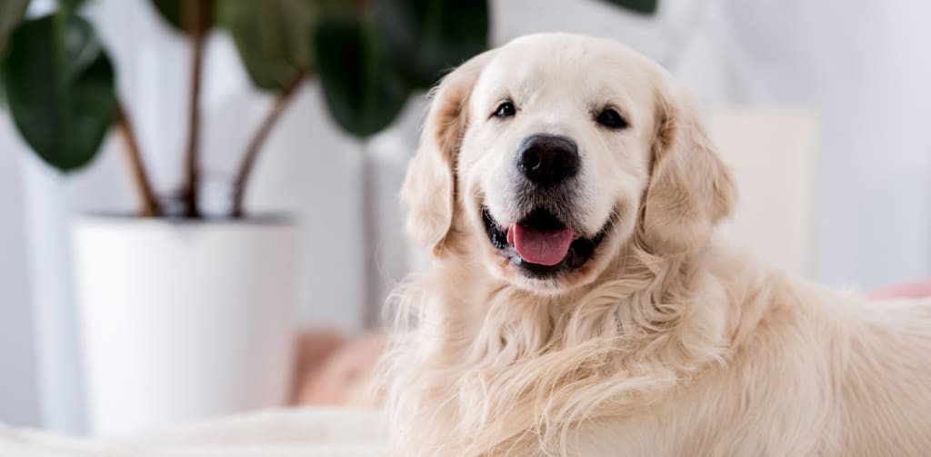 Can Dogs Have down Syndrome