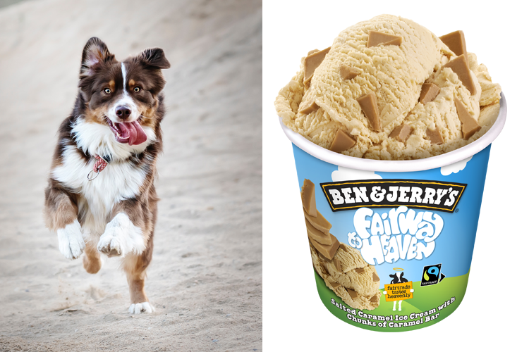 Can Dogs Have Vanilla Ice Cream