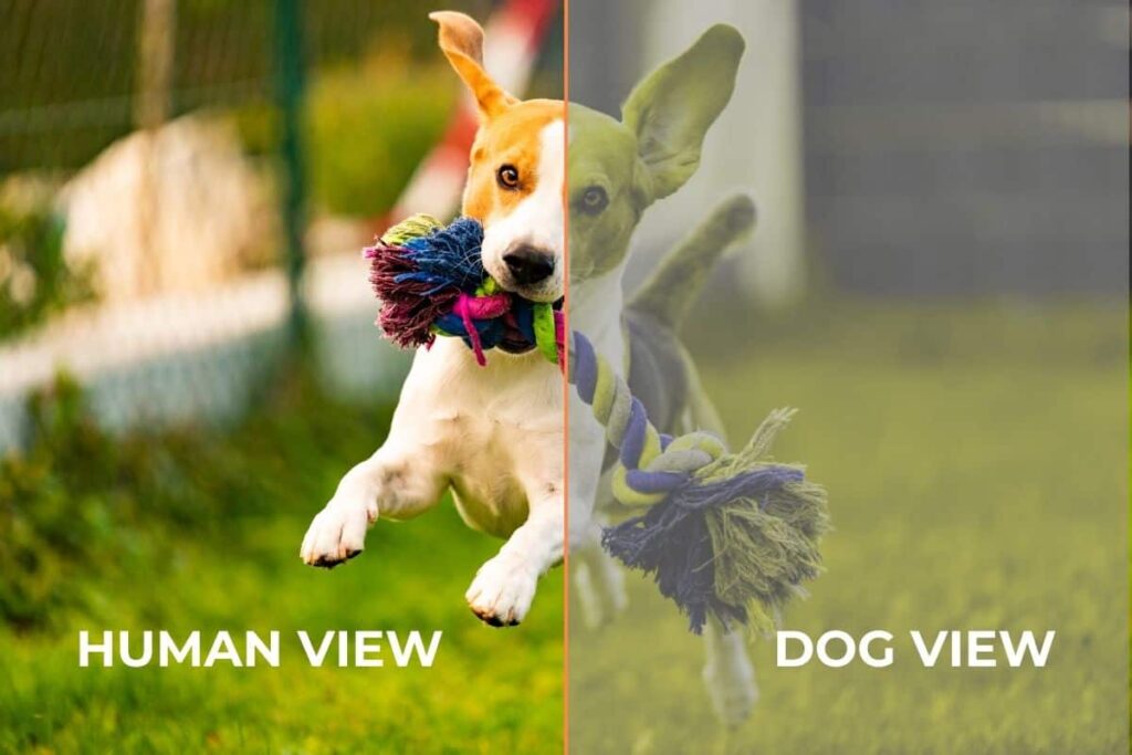 Can Dogs See Color